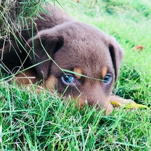 Meet your Posher, Luis